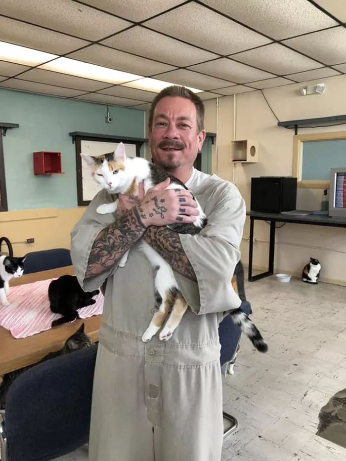 很治愈！可能被安乐死的流浪猫，送去监狱给犯人照顾会怎样