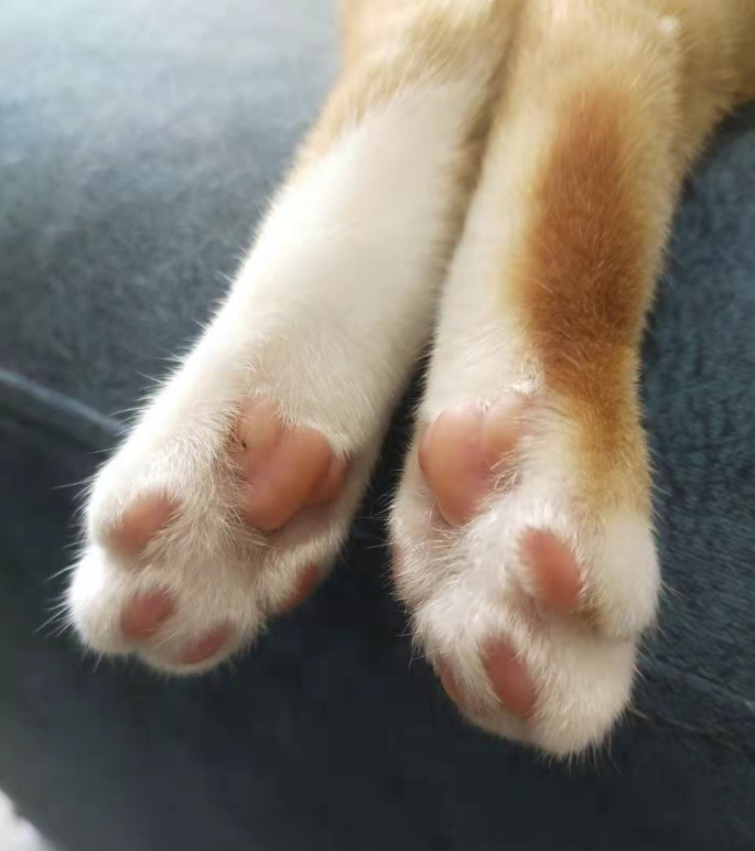 橘猫:我脖子以下全是腿!快来get腿超长的橘猫吧 橘猫:我脖子以下全是腿!快来get腿超长的橘猫吧