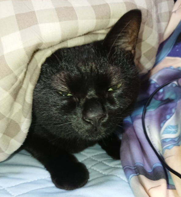 给猫拍了一组照片,猫看后瞪着眼骂了三天... 给猫拍了一组照片,猫看后瞪着眼骂了三天...