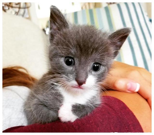 女孩救助了一只被母猫遗弃的小猫，却被“狗妈”带偏了
