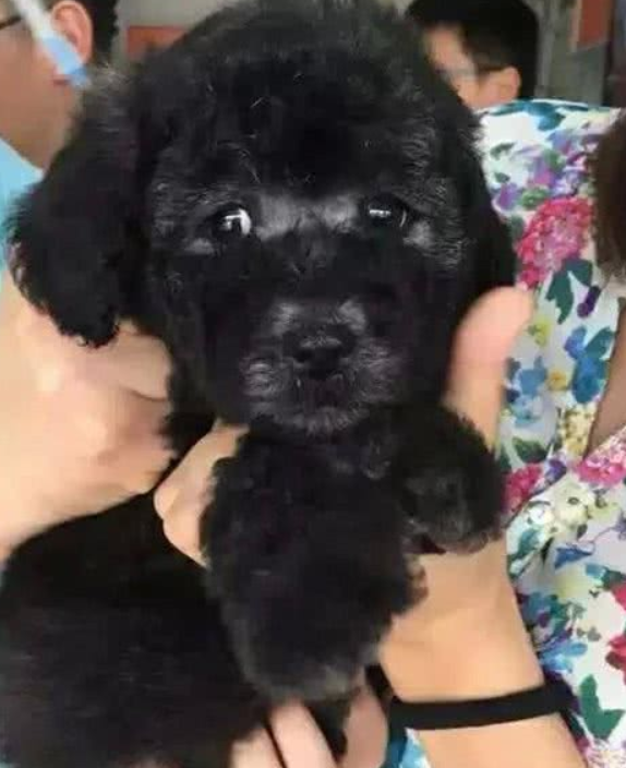 比熊犬意外怀孕生了5只,主人却不高兴,原来是因孩子它爹姓“泰” 比熊犬意外怀孕生了5只,主人却不高兴,原来是因孩子它爹姓“泰”