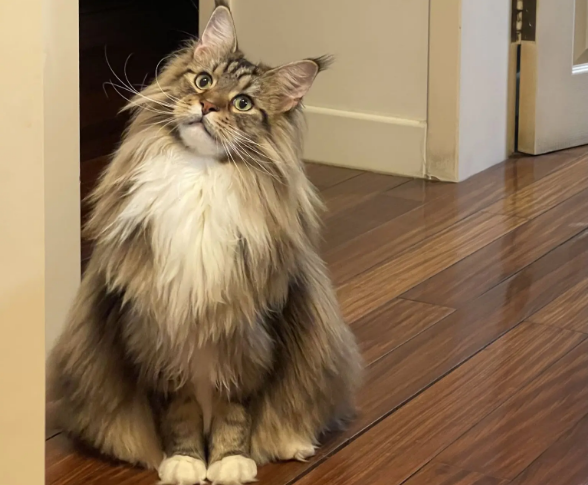 训练缅因猫不乱抓东西，一点也不难！