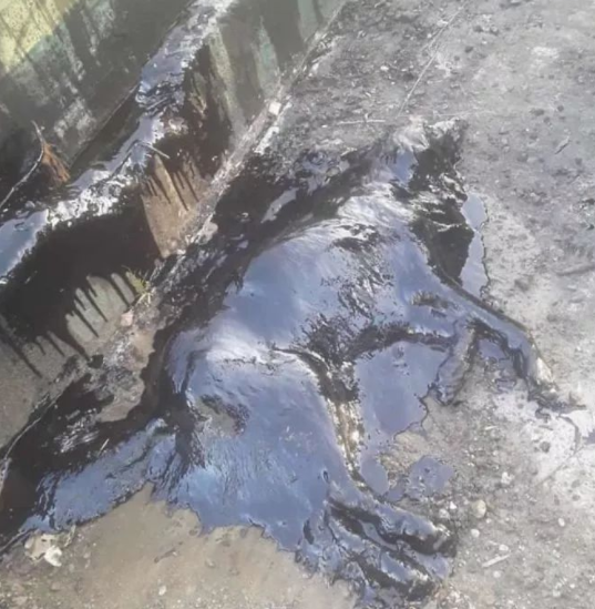 奶狗全身裹满胶条被扔泥潭生死未卜,直到被救助,暖哭了 奶狗全身裹满胶条被扔泥潭生死未卜,直到被救助,暖哭了