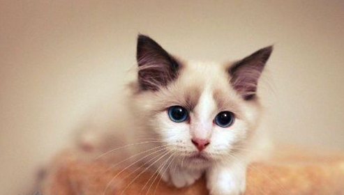 防止伯曼猫乱抓家具的方法，你们有人知道吗？
