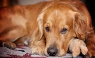 狗狗临产的症状,有人清楚吗?.jpg 狗狗临产的症状,有人清楚吗?.jpg