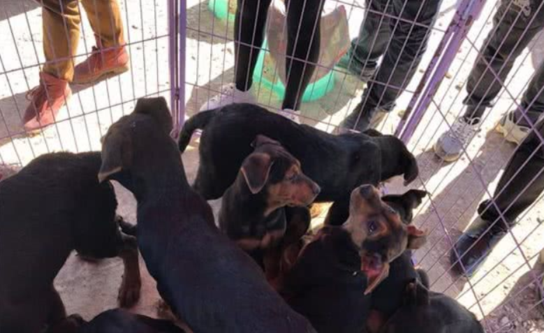 宠物市场少见莱州红犬，引多人围观却因狗身上有白点而无人购买！