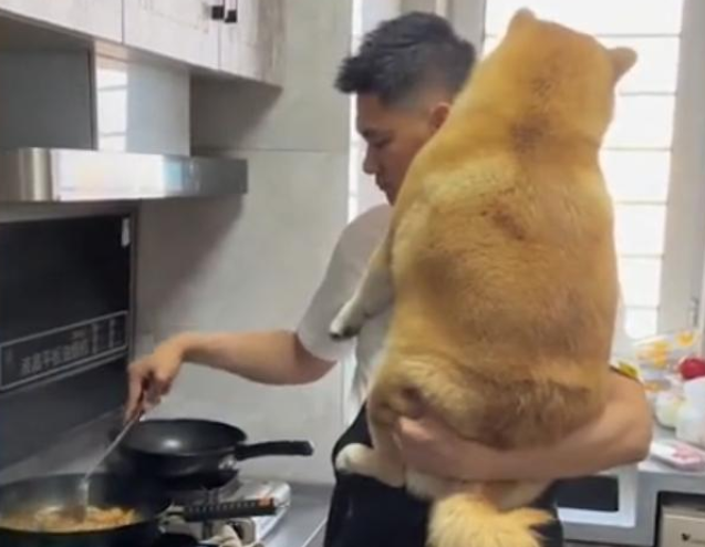 辽宁40斤柴犬要抱抱，主人一边炒菜一边抱狗