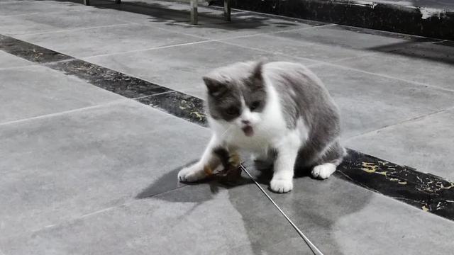 让猫独自在家娱乐的10个方法，你知道几个？