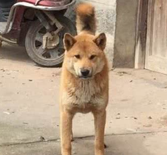 山村闻犬吠,为抓拍这只漂亮的大黄狗,也是豁出去了,差点被咬!.png 山村闻犬吠,为抓拍这只漂亮的大黄狗,也是豁出去了,差点被咬!.png
