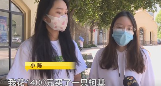 长沙俩大学生怀疑自己买到“星期狗”，找商家理论，商家竟然把宠物狗弄丢了