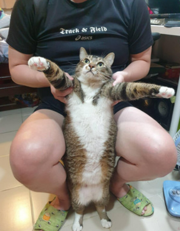 网友救下险些被人渣吃的小猫,没想到五年后,网友和猫都... 网友救下险些被人渣吃的小猫,没想到五年后,网友和猫都...