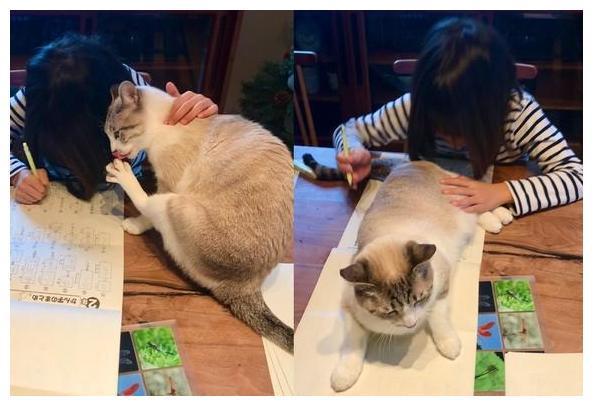 猫咪打扰孩子写作业,看看硬核妈妈是怎么降服的? 猫咪打扰孩子写作业,看看硬核妈妈是怎么降服的?