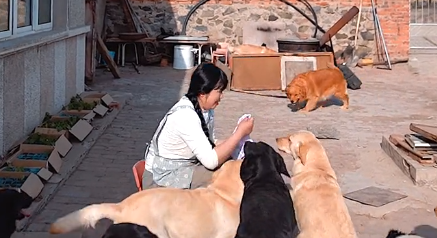 拉布拉多犬的快乐生活买狗的吗