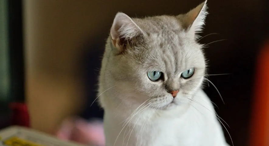 猫后腿无力没精神头是什么情况 猫后腿无力没精神头是什么情况