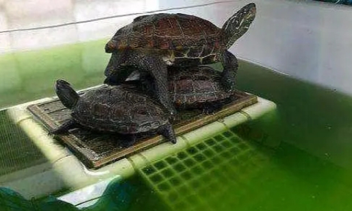 绿水养龟怎么能绿水绿水养龟粪便咋办