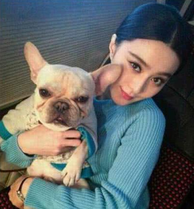 法国斗牛犬是一种神奇的狗，会让养的人爱不释手，越养越上瘾