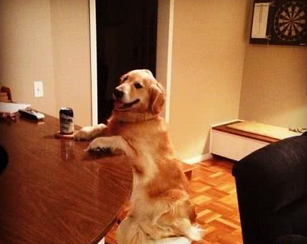 上辈子绝对是人!黄金猎犬成精了,读书打牌做园艺样样精通 上辈子绝对是人!黄金猎犬成精了,读书打牌做园艺样样精通