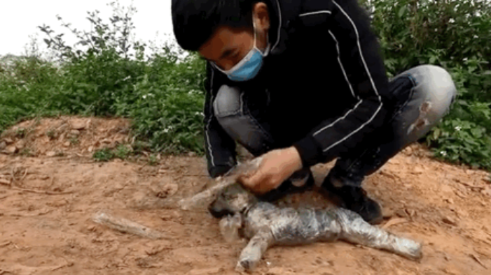 奶狗全身裹满胶条被扔泥潭生死未卜,直到被救助,暖哭了 奶狗全身裹满胶条被扔泥潭生死未卜,直到被救助,暖哭了