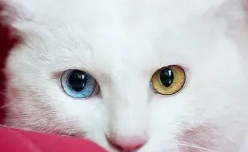 山东狮子猫有不良行为?主人要这么帮它改正! 山东狮子猫有不良行为?主人要这么帮它改正!