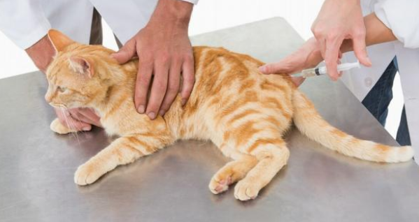 猫咪下半身瘫痪肚子越来越大不排便怎么办