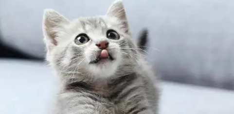 话说,橡皮树对猫咪有毒吗? 话说,橡皮树对猫咪有毒吗?