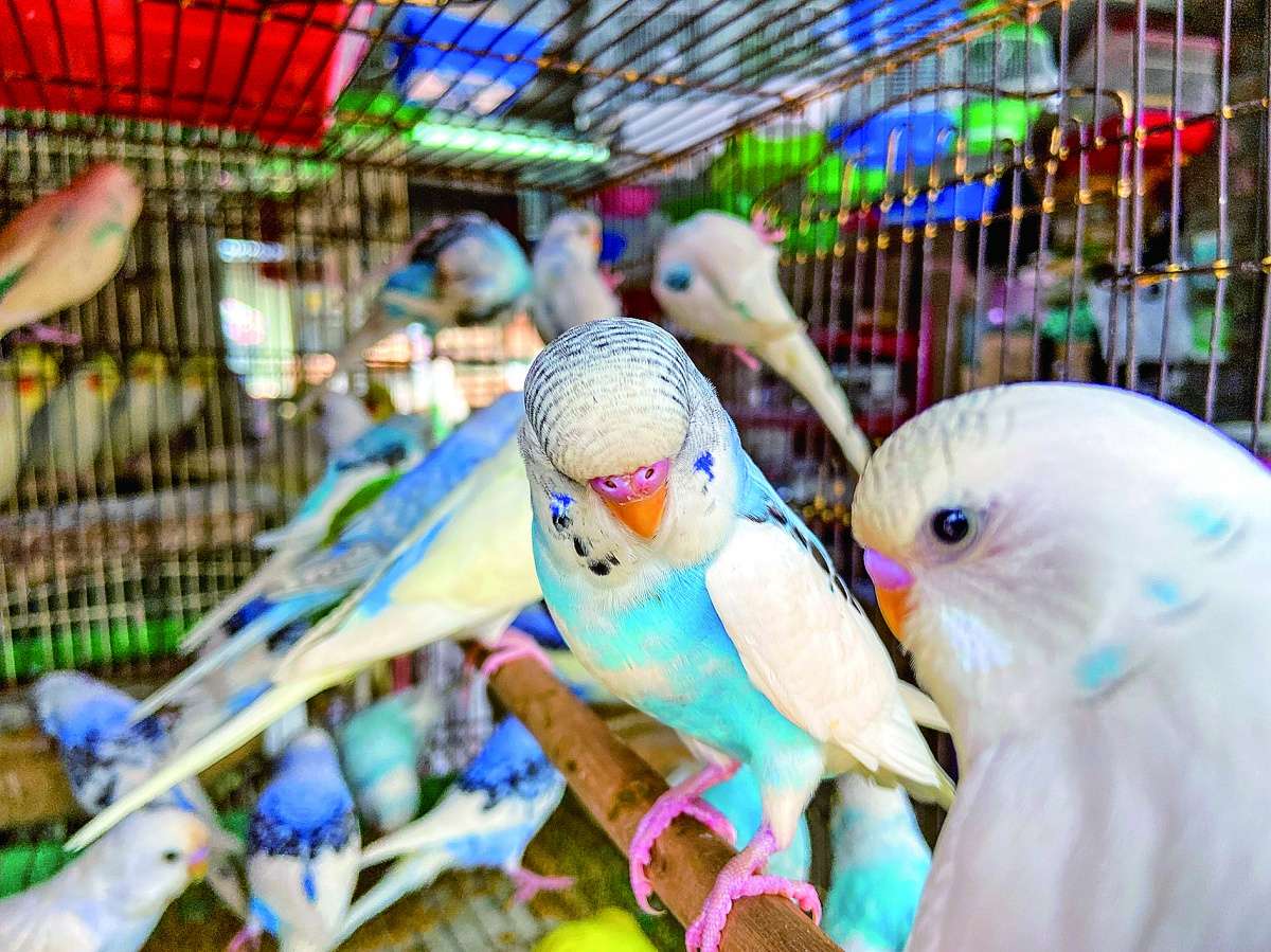 广西花鸟市场出现戴“脚环”的鹦鹉，还有不少人买！可以当宠物吗？