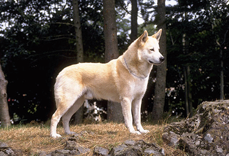 训练卡南犬玩飞盘的方法，有人会吗 ？