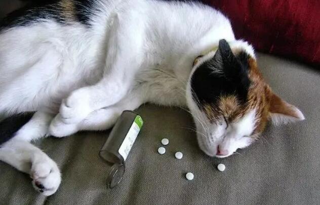 宠物猫能吃人的消炎药吗
