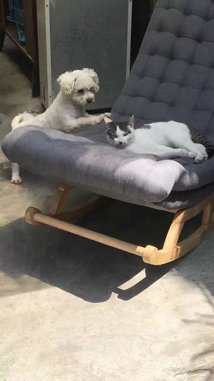 一只小奶猫被人涂满胶水扔到超市门口，最后结局让人暖哭……
