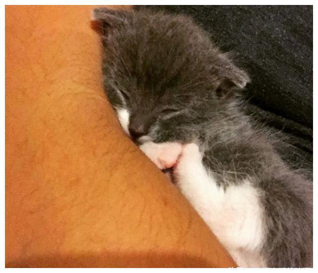 女孩救助了一只被母猫遗弃的小猫，却被“狗妈”带偏了