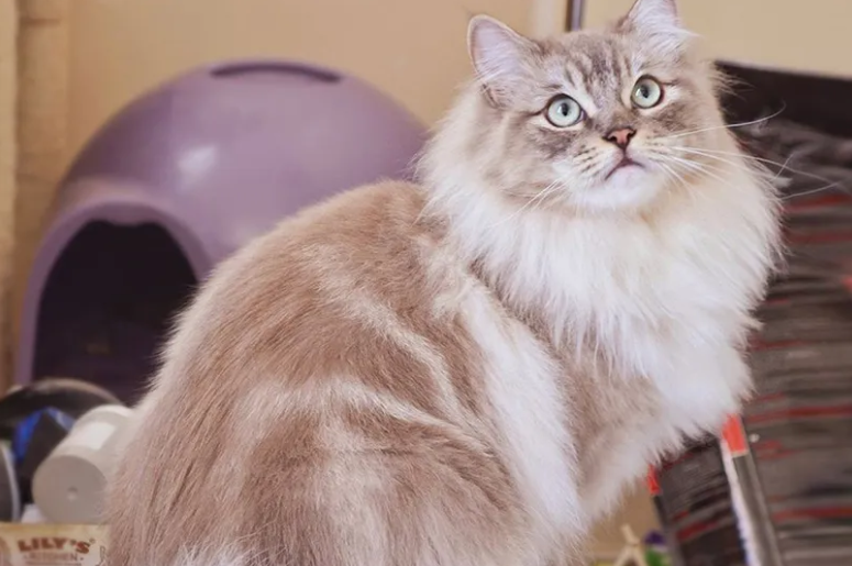 挑选褴褛猫猫粮的方法的，铲屎官有必要get一下~