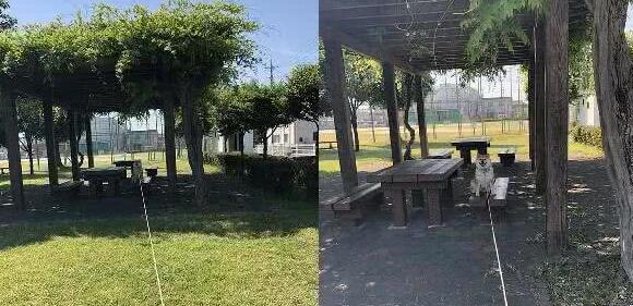 想带狗狗出门晒太阳,柴犬担忧晒黑,全程躲在阴凉处偷懒 想带狗狗出门晒太阳,柴犬担忧晒黑,全程躲在阴凉处偷懒