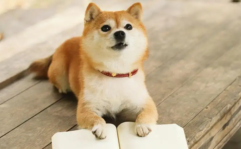 柴犬能吃芒果吗？对它有害不？
