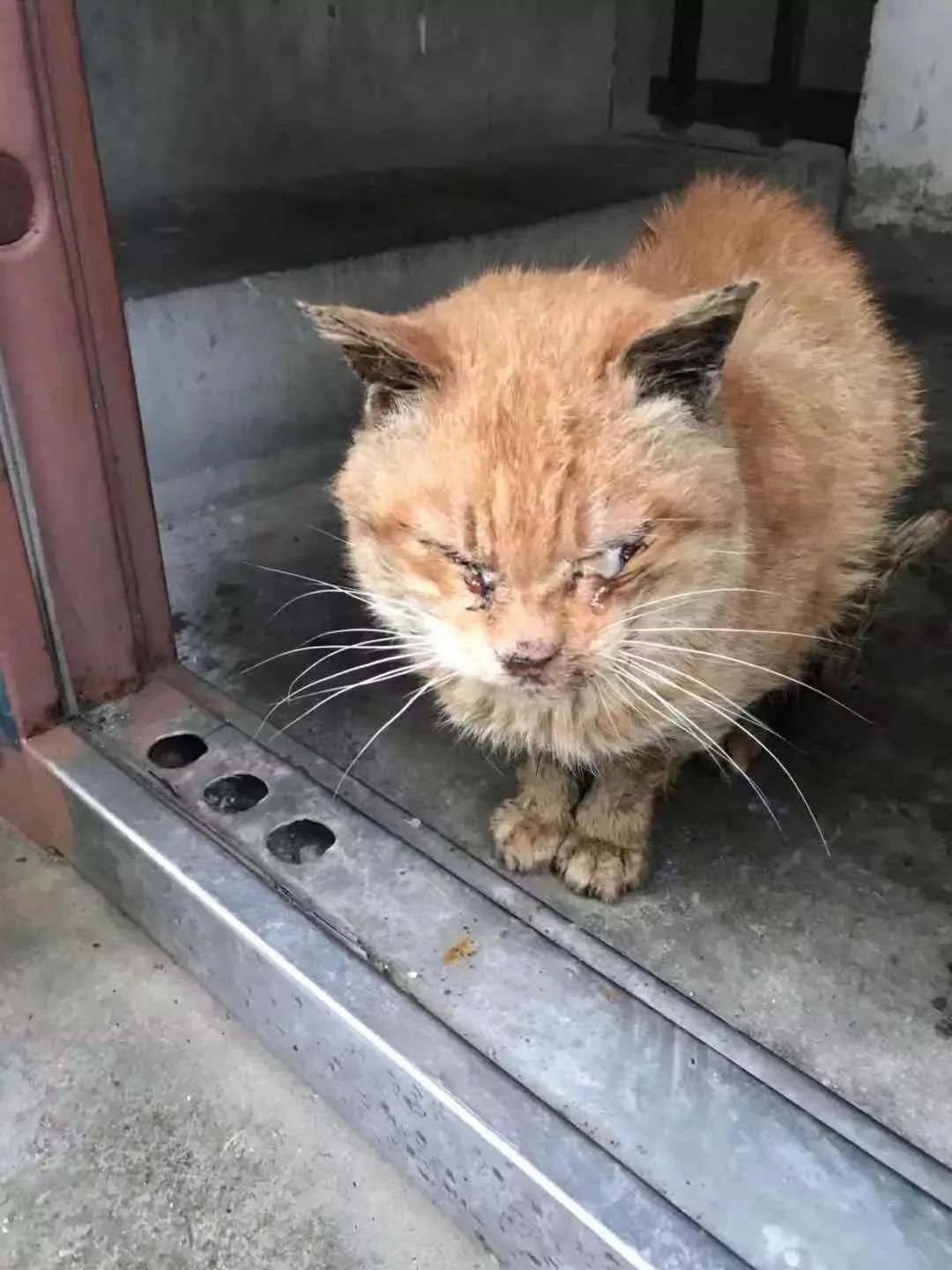 一只小奶猫被人涂满胶水扔到超市门口，最后结局让人暖哭……