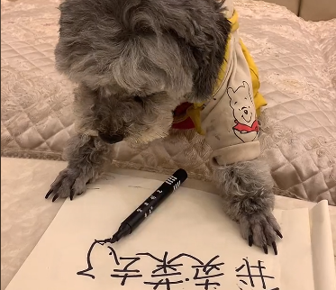 泰迪吐黄水有沫是什么原因.png 泰迪吐黄水有沫是什么原因.png