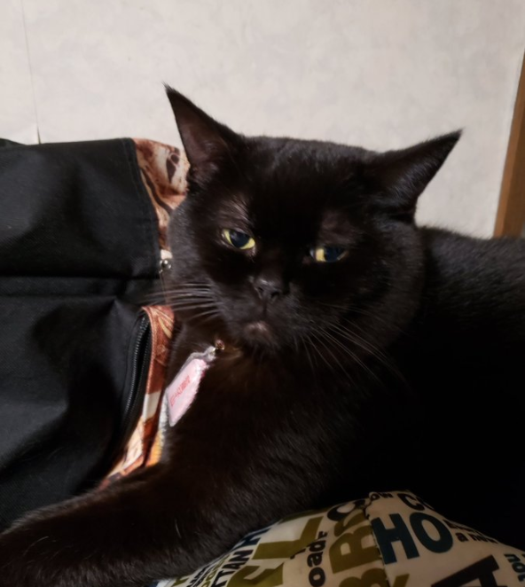 给猫拍了一组照片,猫看后瞪着眼骂了三天... 给猫拍了一组照片,猫看后瞪着眼骂了三天...