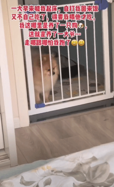父母被封控,13岁孩子带猫狗独居66天,还把“狗和猫都养胖了”! 父母被封控,13岁孩子带猫狗独居66天,还把“狗和猫都养胖了”!