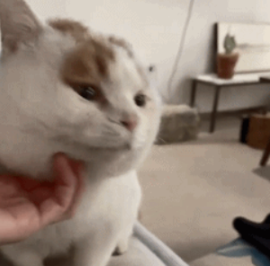 流浪猫的逆袭之路|变成了京城阔少，还住上了大别墅！