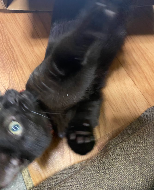 给猫拍了一组照片,猫看后瞪着眼骂了三天... 给猫拍了一组照片,猫看后瞪着眼骂了三天...