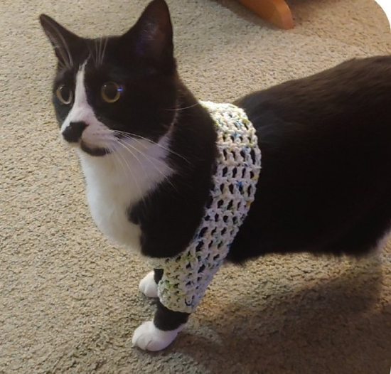 橘猫:我脖子以下全是腿!快来get腿超长的橘猫吧 橘猫:我脖子以下全是腿!快来get腿超长的橘猫吧