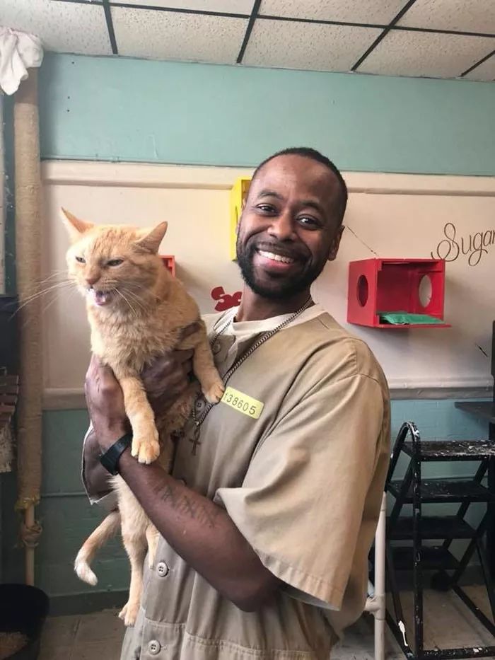 很治愈！可能被安乐死的流浪猫，送去监狱给犯人照顾会怎样