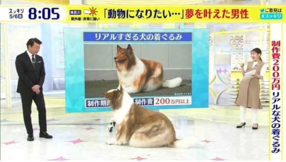花费200万日元将自己变成“狗”，上节目把观众整懵