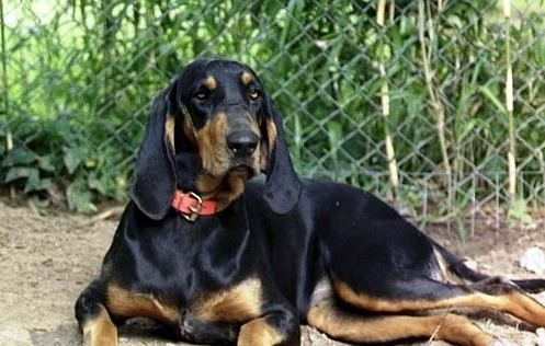黑褐猎浣熊犬不听话?这样训练它,他就乖巧了 黑褐猎浣熊犬不听话?这样训练它,他就乖巧了