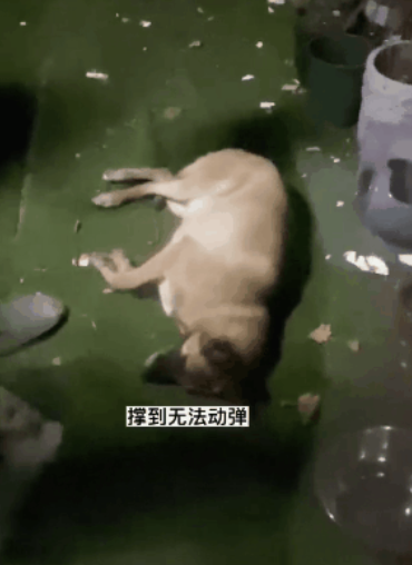 金毛偷吃泡芙肿成猪头，怕事情败露偷偷躲起来装睡…主人被吓哭：别死啊