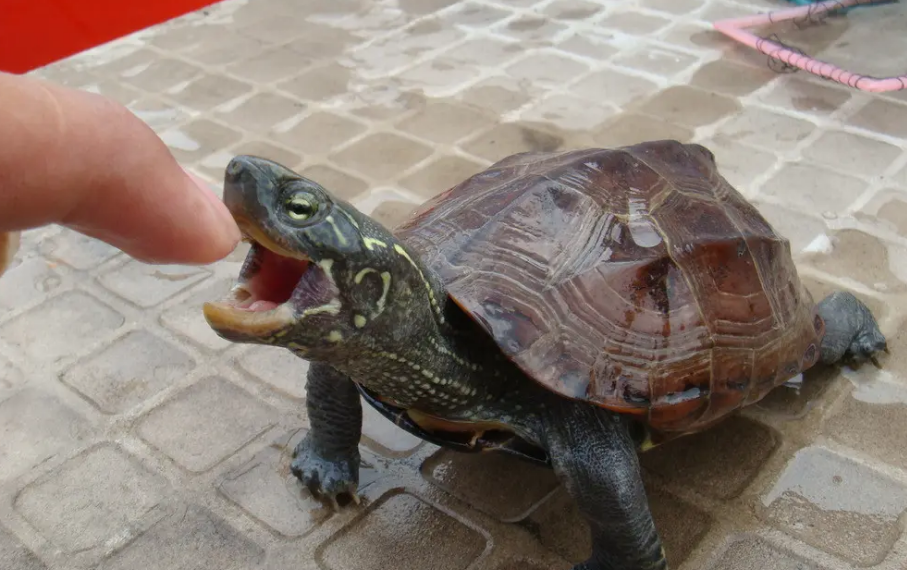 乌龟脖子吞食食物的时候，脖子一鼓一鼓的怎么回事？