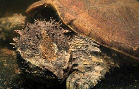 有人知道大鳄龟怎么冬眠最好吗？