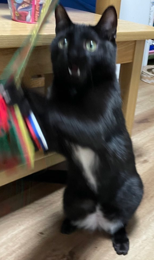 给猫拍了一组照片,猫看后瞪着眼骂了三天... 给猫拍了一组照片,猫看后瞪着眼骂了三天...