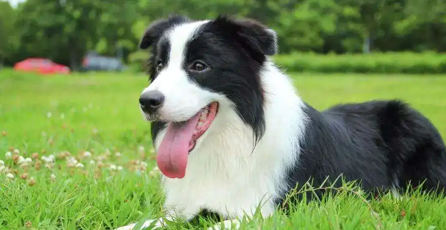 边境牧羊犬的教育方法你知道吗?快来这了解一下! 边境牧羊犬的教育方法你知道吗?快来这了解一下!
