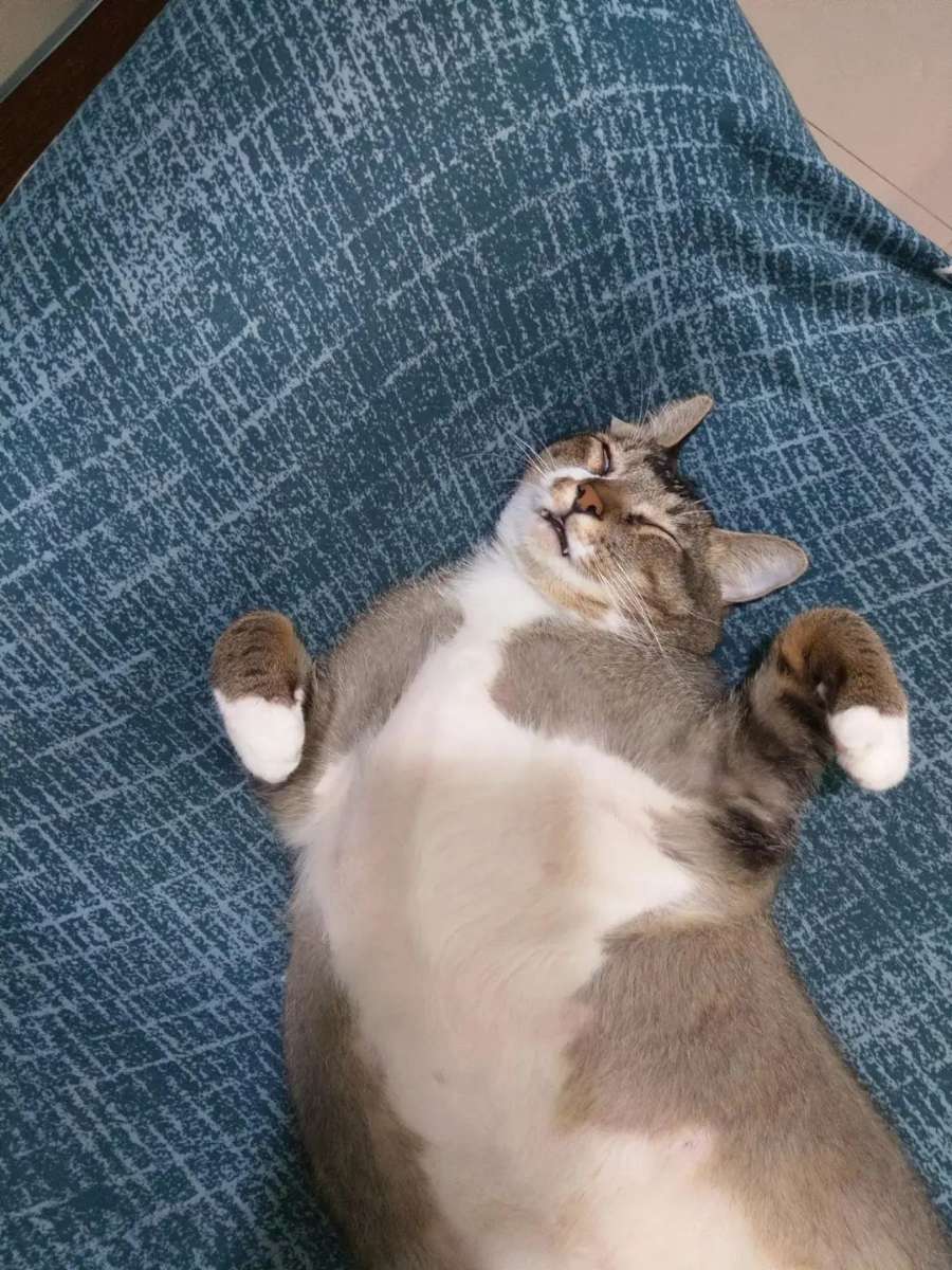 网友救下险些被人渣吃的小猫,没想到五年后,网友和猫都... 网友救下险些被人渣吃的小猫,没想到五年后,网友和猫都...