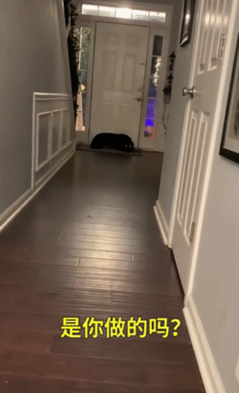 狗狗犯错被抓包的反应...这是想笑死主人就不用挨骂了嘛？